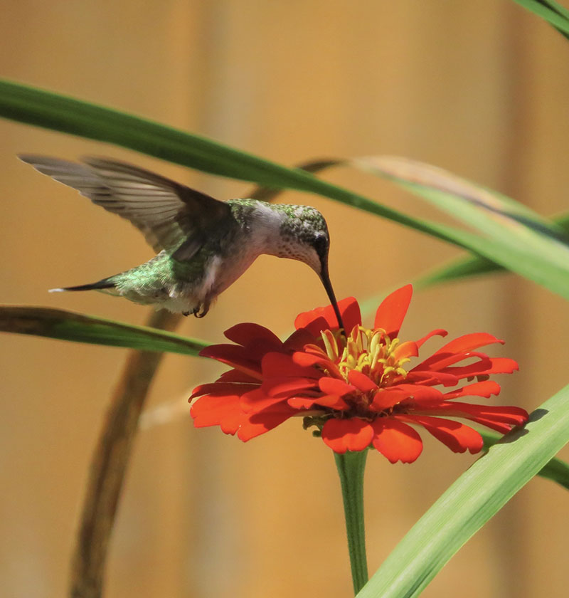 hummingbird on zinnia