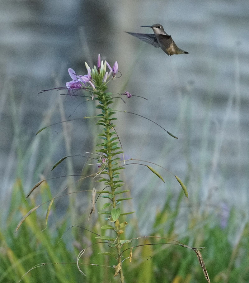 hummingbird flying to flower