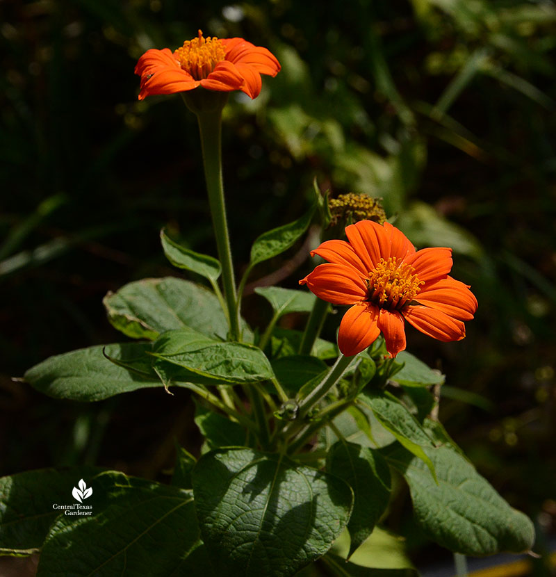 Mexican sunflowers (Tithonia)