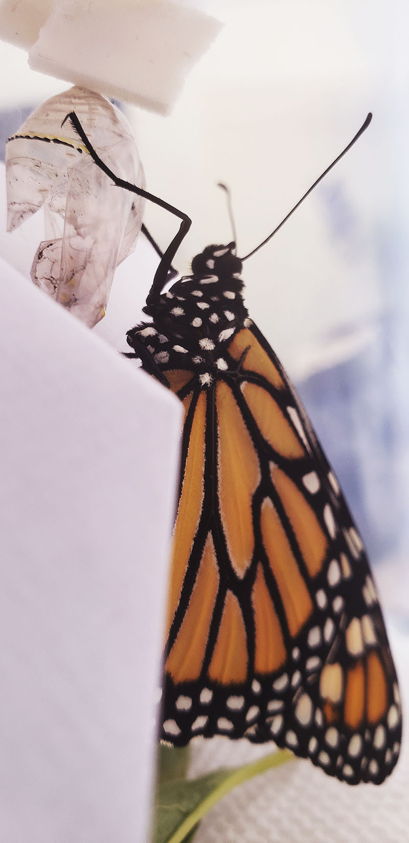Monarch butterfly emerge from chrysalis