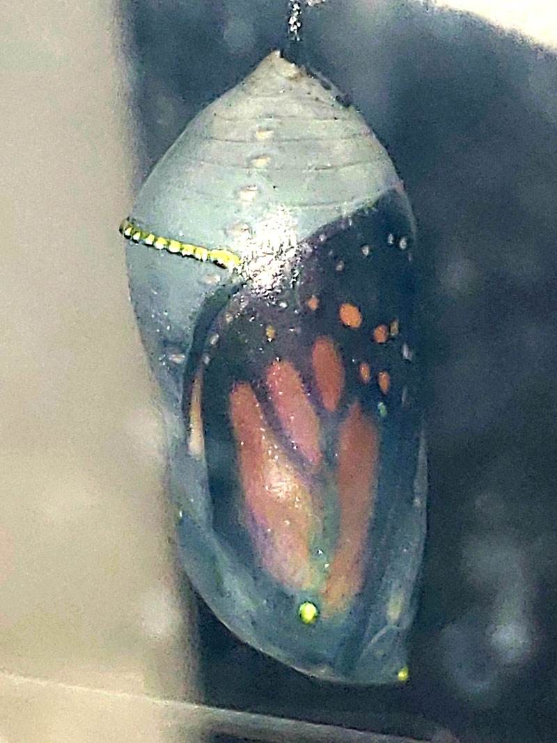 Monarch butterfly inside chrysalis