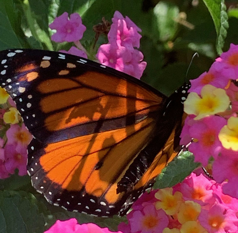 Monarch butterfly on lantana