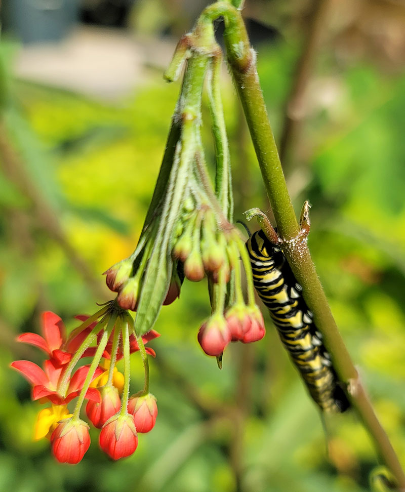Monarch caterpillar on tropical milkweed