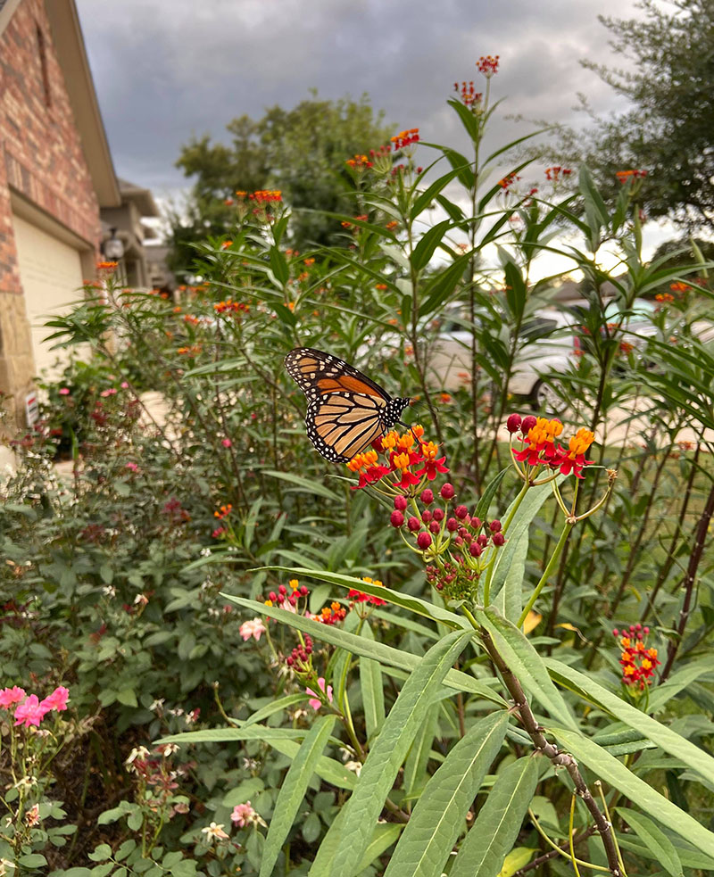 Monarch butterfly on tropical milkweed