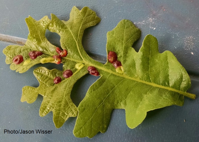 oak leaf midge larvae