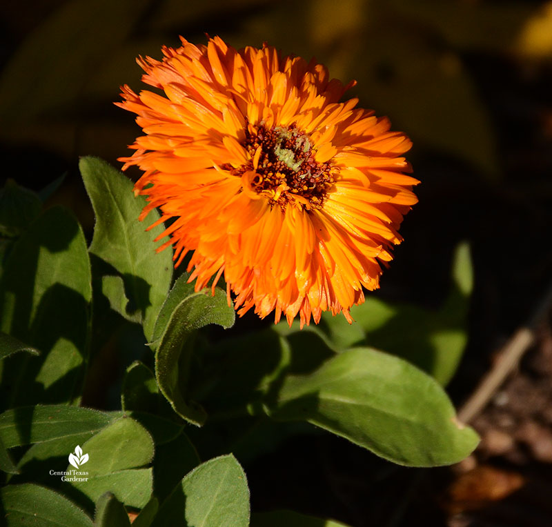 orange calendula