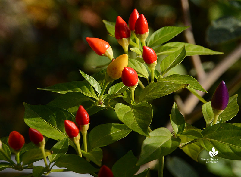 Ornamental peppers