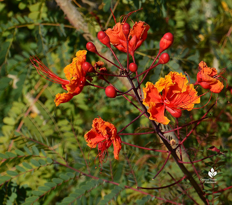 Pride of Barbados flowers