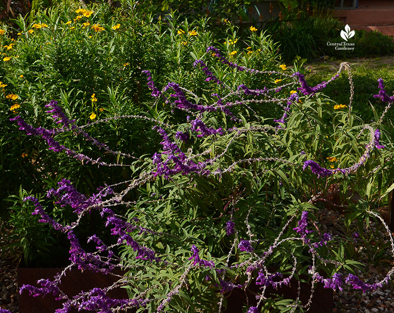 Salvia leucantha and Mexican mint marigold