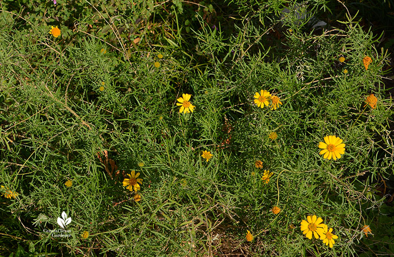 skeleton-leaf goldeneye daisy