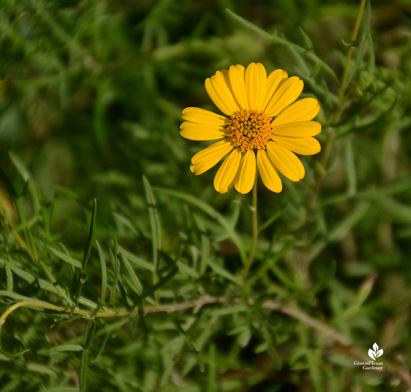 skeleton-leaf goldeneye daisy flower