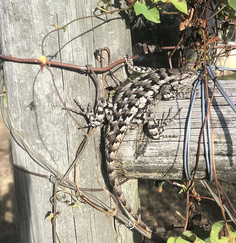 Texas spiny lizard