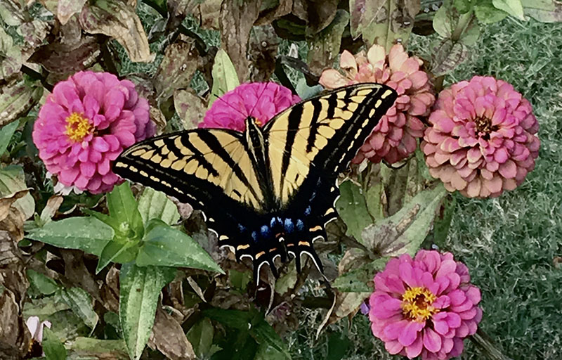 Tiger swallowtail on zinnia flower