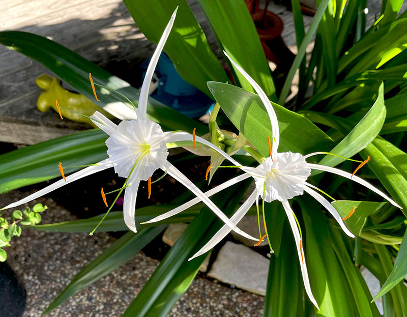 tropical giant hymenocallis 