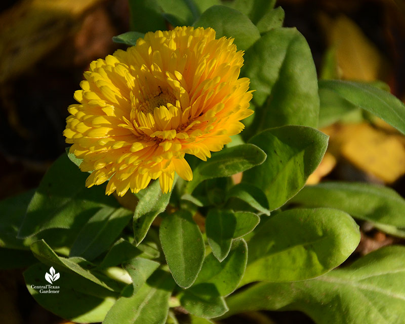 Yellow calendula