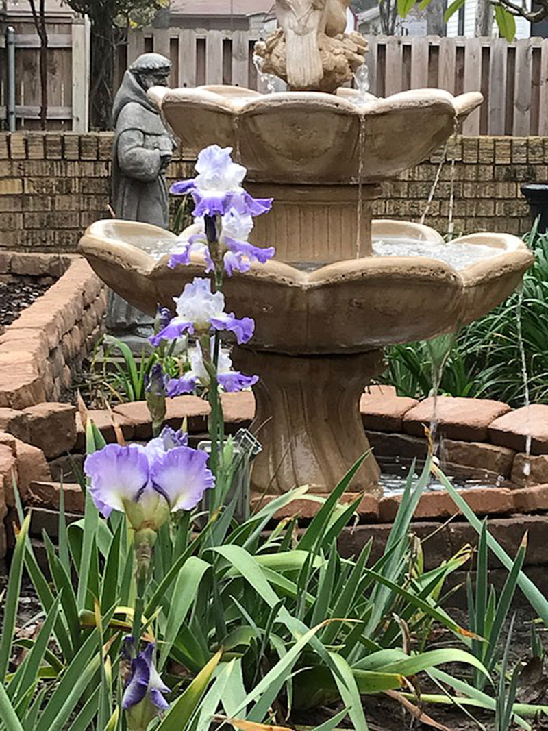 bearded iris flower against fountain