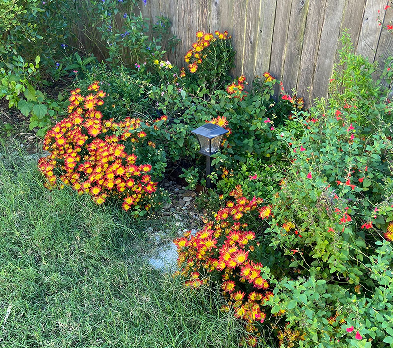 chrysanthemums tropical sage copper canyon daisy