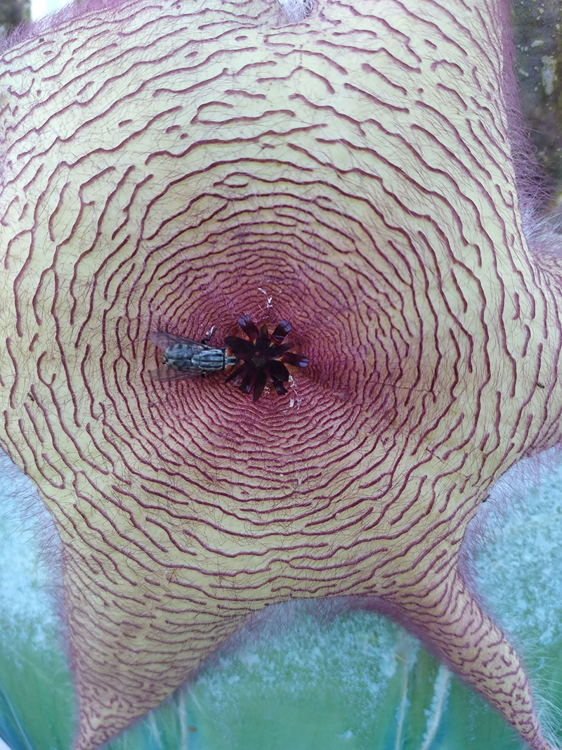 flies in stapelia flower