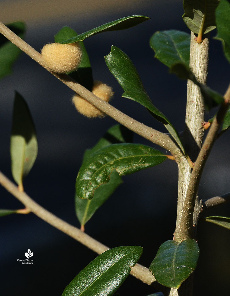 woolly oak leaf galls