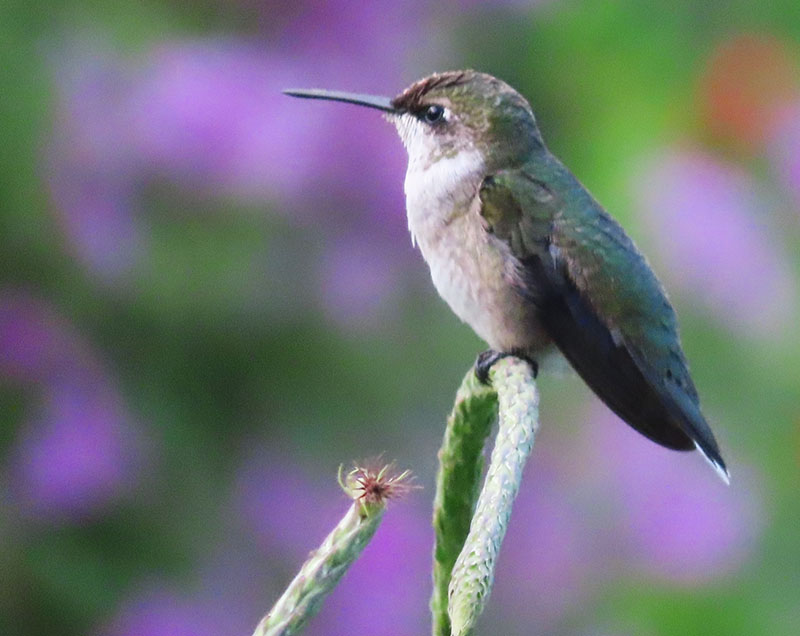 hummingbird on plant stalk
