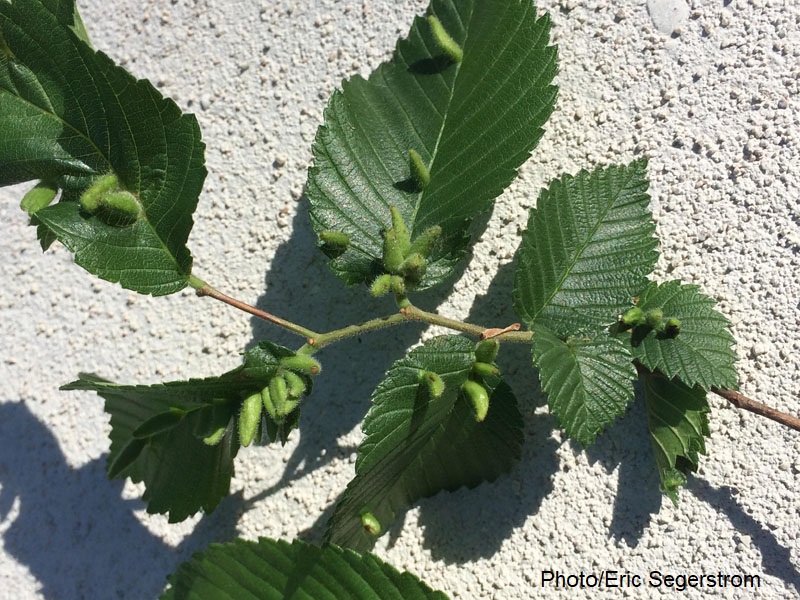 leaf galls cedar elm 