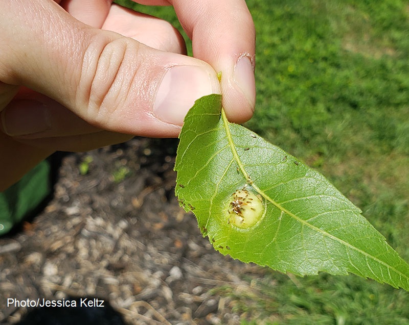 leaf gall on pecan tree