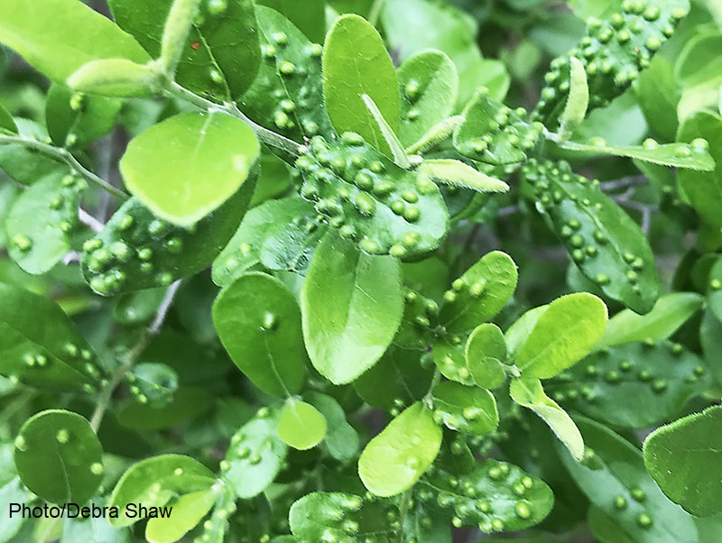 mite leaf galls Texas persimmon