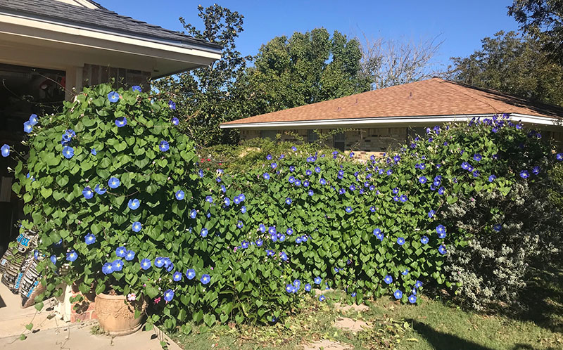 morning glories on fence