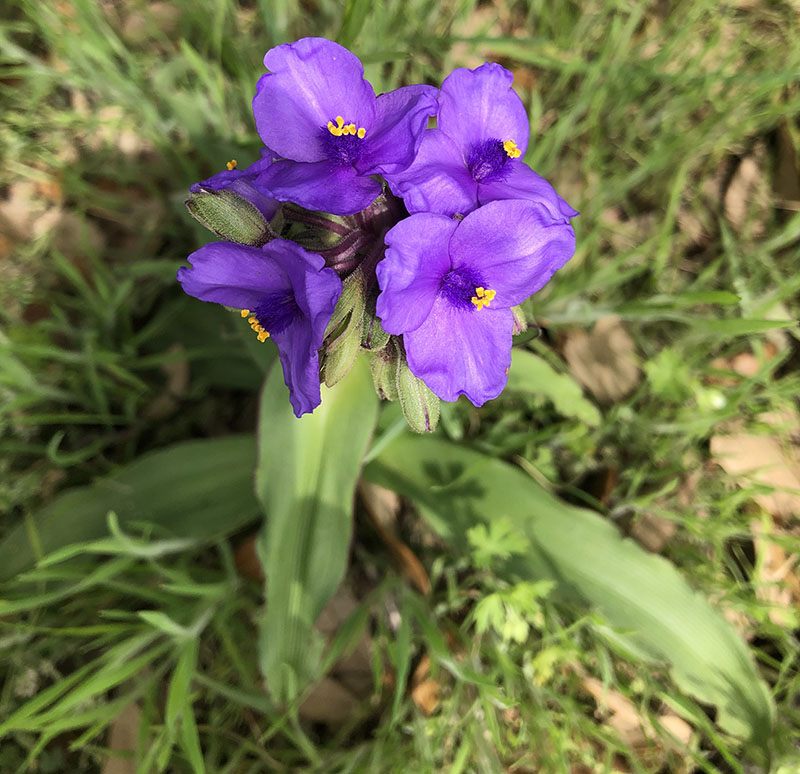 spiderwort flowers