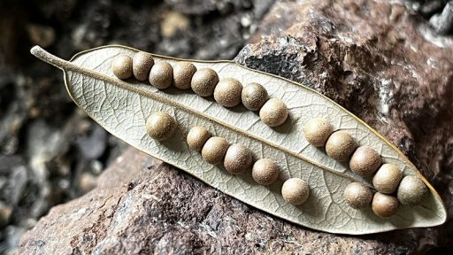 oak leaf galls