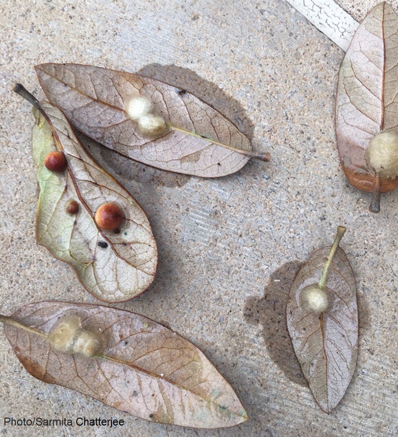 oak leaf galls