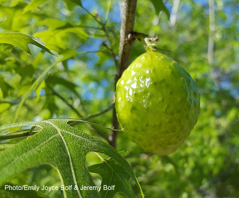 oak tree apple wasp gall