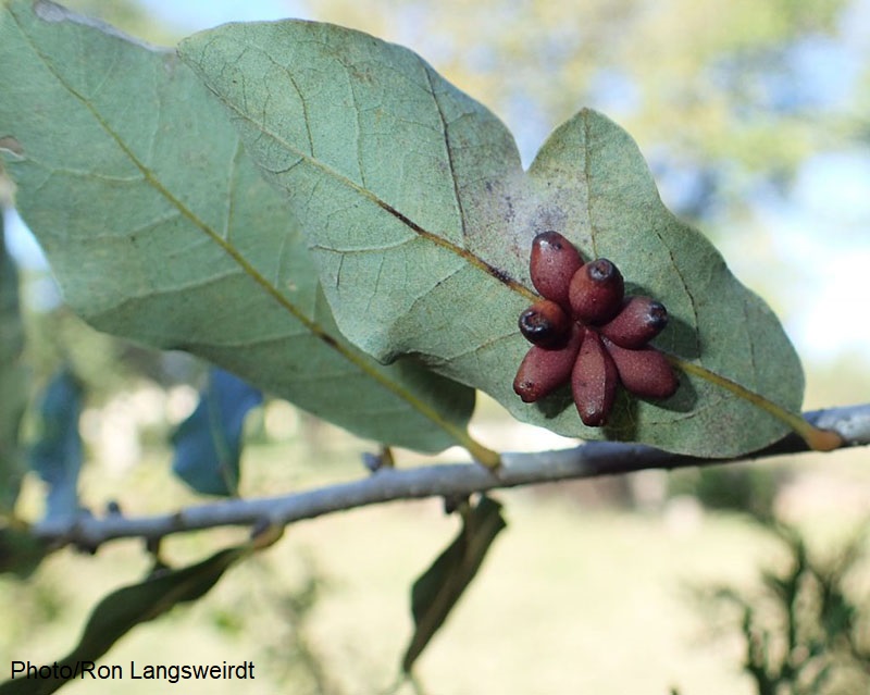 oak leaf galls 