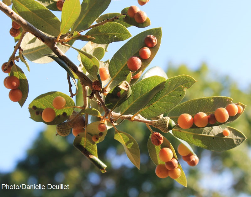 orange oak leaf galls