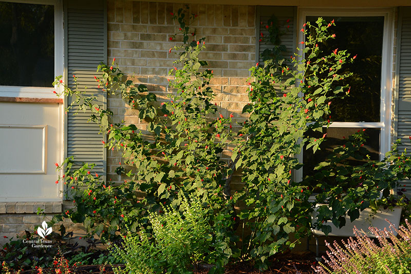 turk's cap on front of house