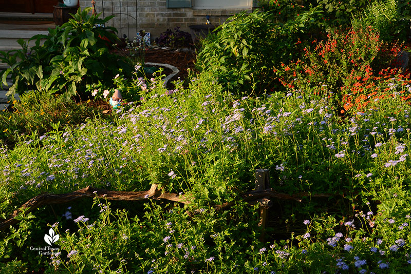 lavender blue flowers on short green plants 