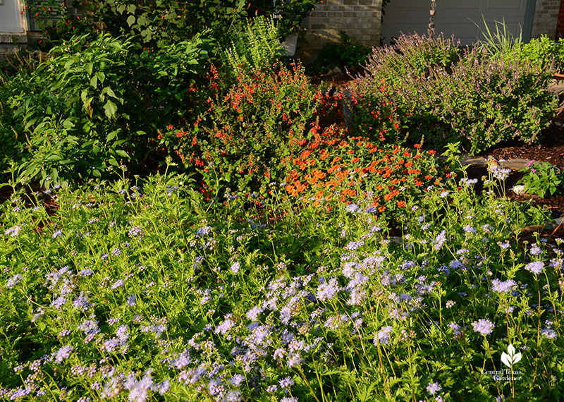 Gregg's mistflower salvias zinnia basils