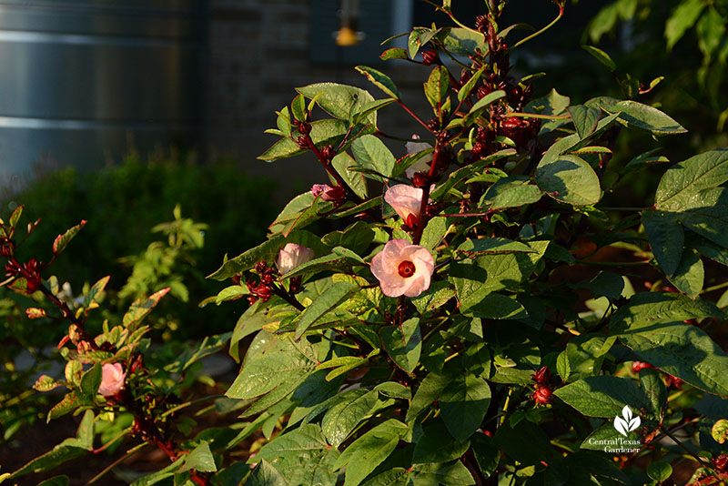 hibiscus sabdariffa flowers and calyxes