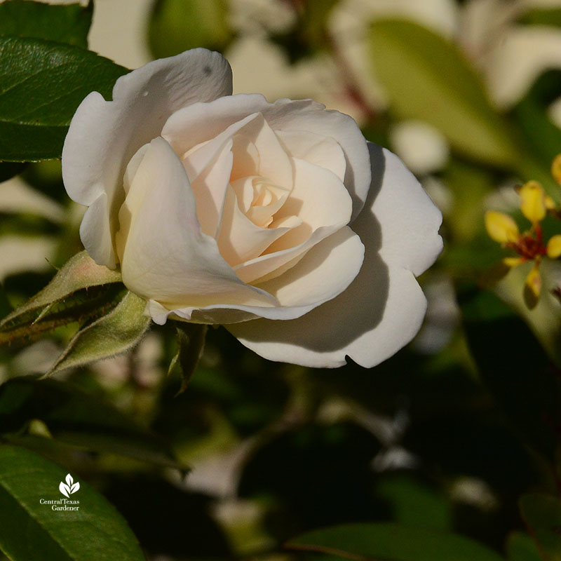 Iceberg rose