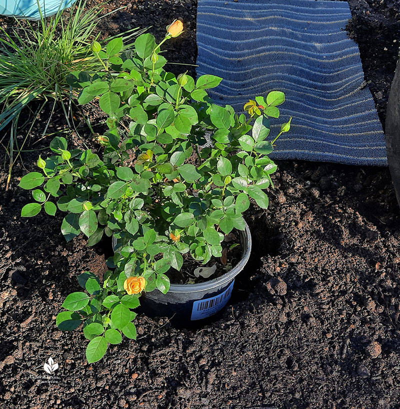 rose in container to test planting depth