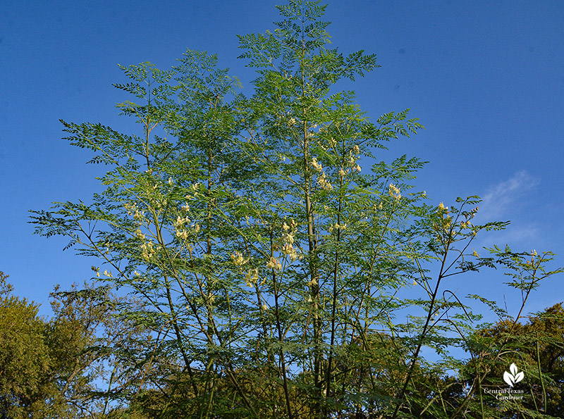moringa tree 