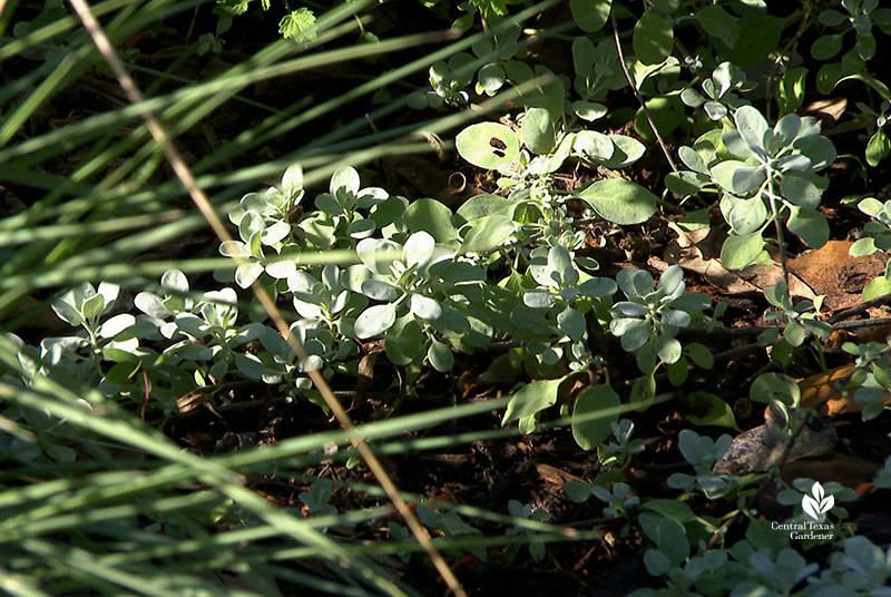 snowflake sage