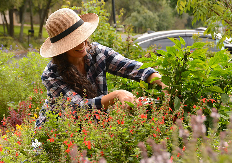 woman harvesting