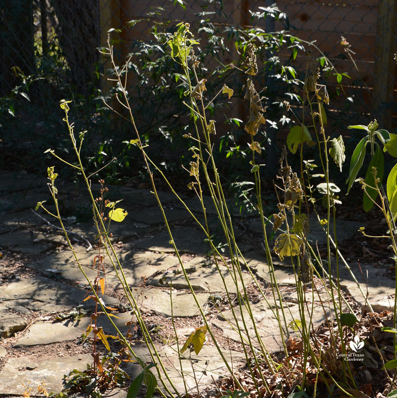 turk's cap stalks in winter