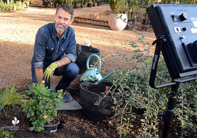 How to Plant Roses: William Glenn, Barton Springs Nursery