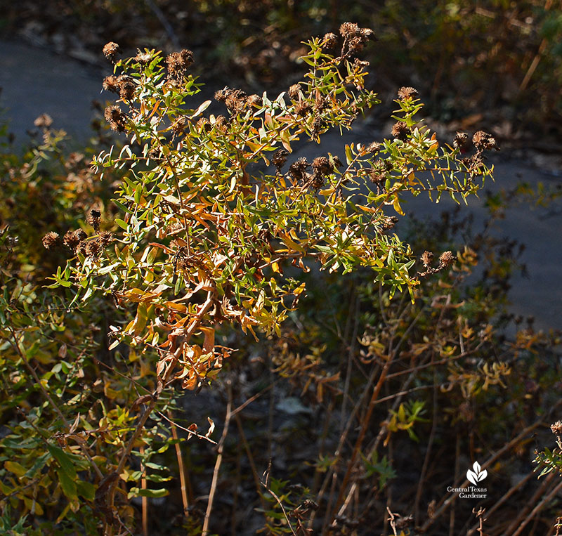 aromatic aster seed heads