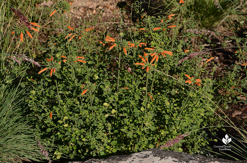plant with orange flowers