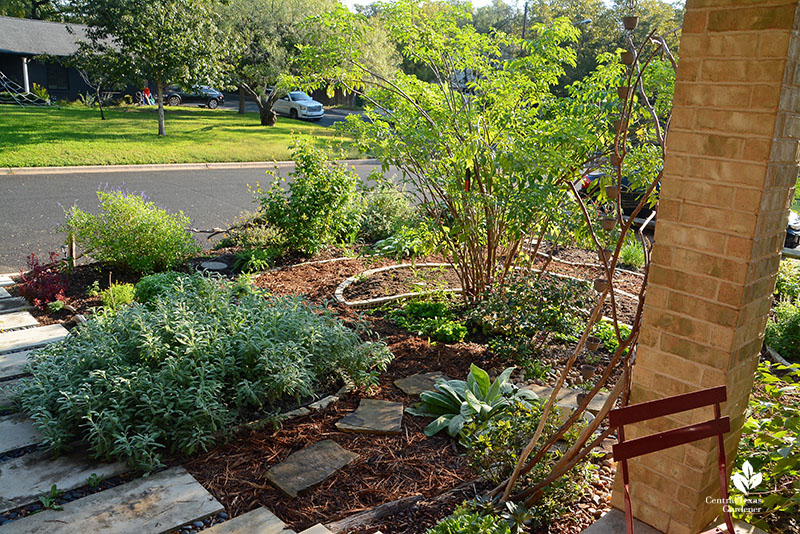 rain garden elderberry tree