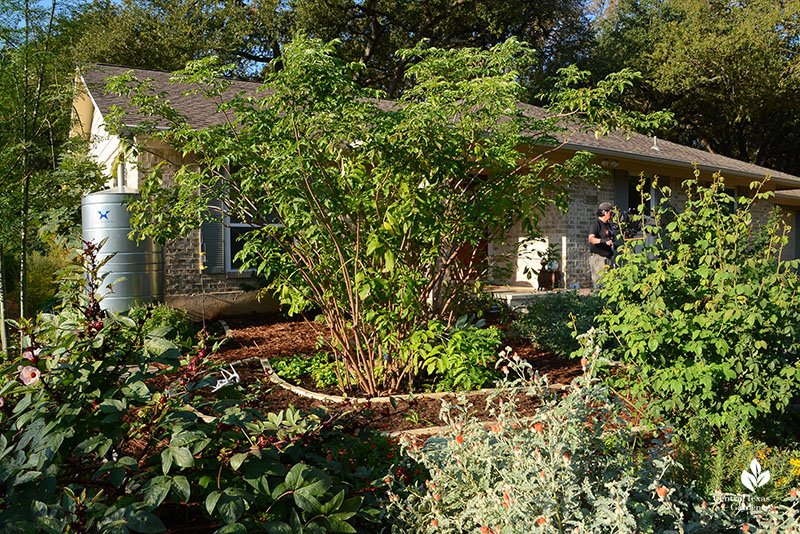 elderberry tree 