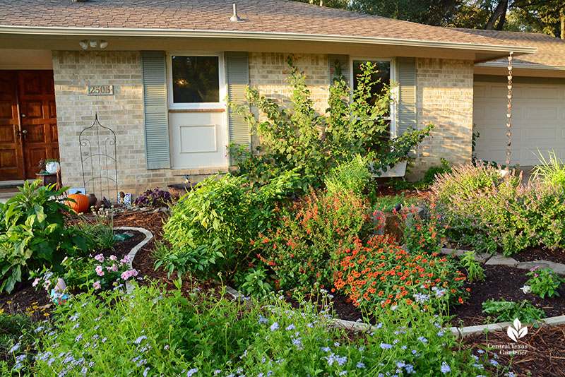 Gregg's mistflower and other pollinator plants